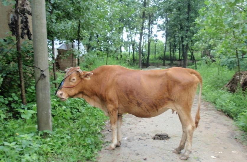 苍南最新求一个套医保卡的黄牛是真的吗方法分析(最方便真实的苍南求一个套医保卡的黄牛是真的吗还是假的方法)